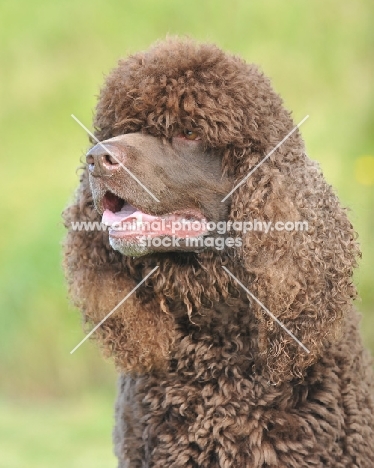 irish water spaniel head study