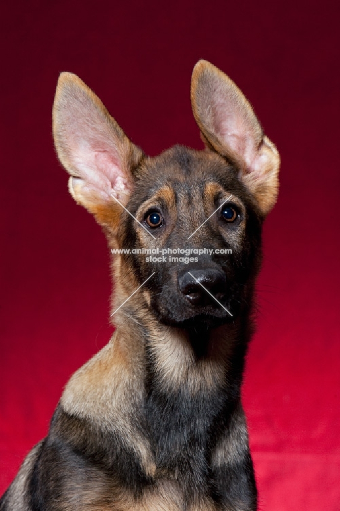 german shepherd puppy with big ears