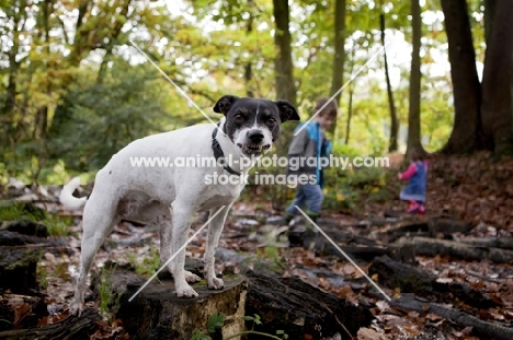 black and white crossbred Staffie dog chewing a leaf and looking at camera, with children in the background
