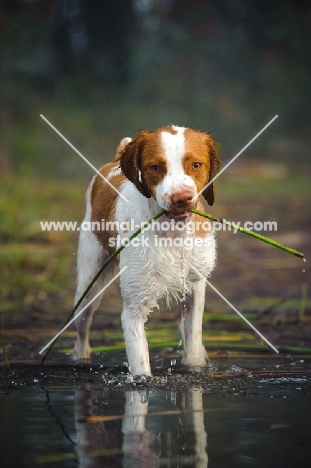 Brittany spaniel picking up vegetation