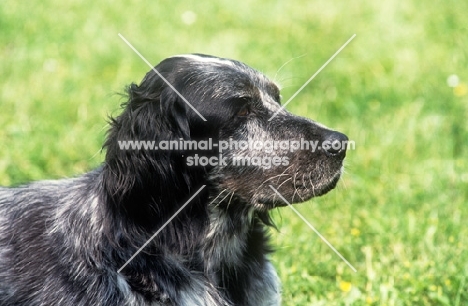 cacya du clos moise, blue picardy spaniel, head study