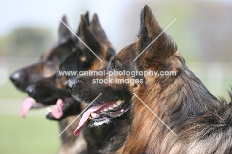 three alsatians (german shepherd dogs)