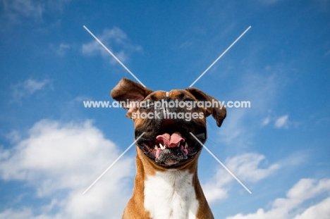 wind blowing in a Boxers ears