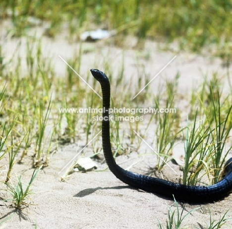 black boomslang in tanzania