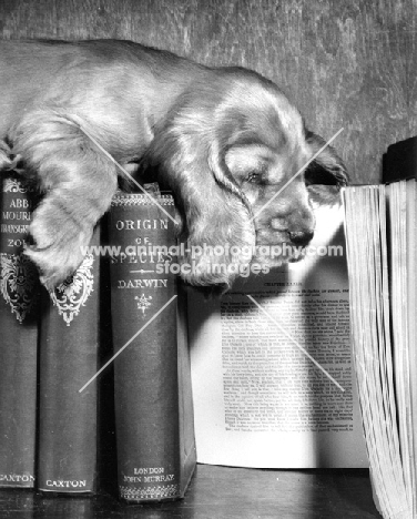 Cocker Spaniel puppy on books