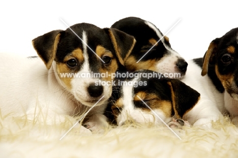 Sleepy Jack Russell puppies laid together
