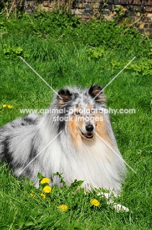 merle coloured Rough Collie lying down