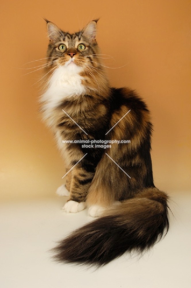 brown tabby and white maine coon cat sitting on orange background