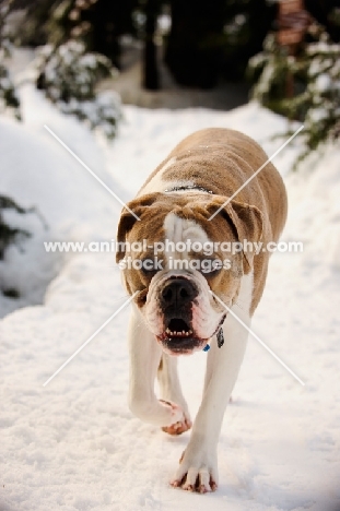 Old English Bulldog walking on snow