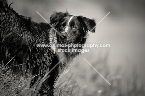 wet blue merle australian shepherd in a field