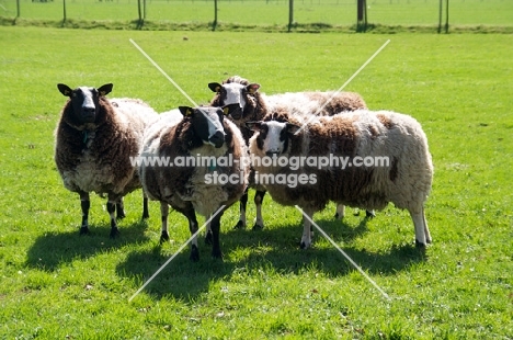 four bonte Texel sheep, (aka Texelaar)