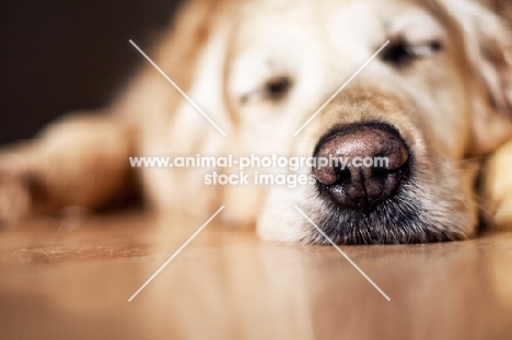 Golden Retriever laying on floor