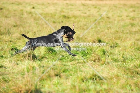 German Pointer retrieving