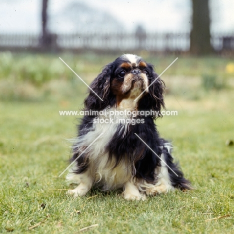 ch homehurst merry monach,  king charles spaniel sitting