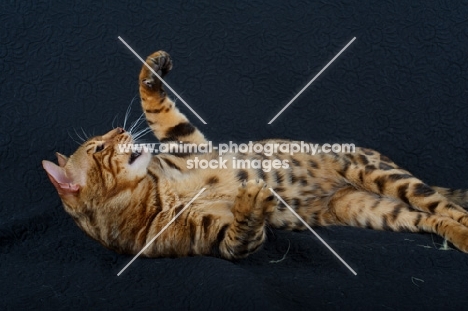 Studio shot of a Bengal cat belly up, hissing, black background