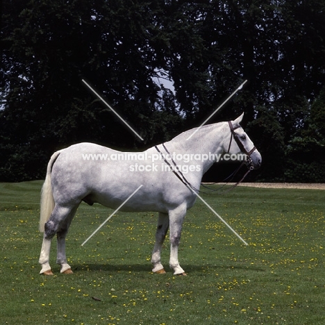 Cob full body, name of horse is sport