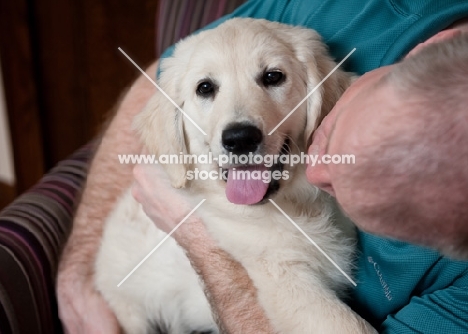 Golden retriever puppy being snuggled by male owner.