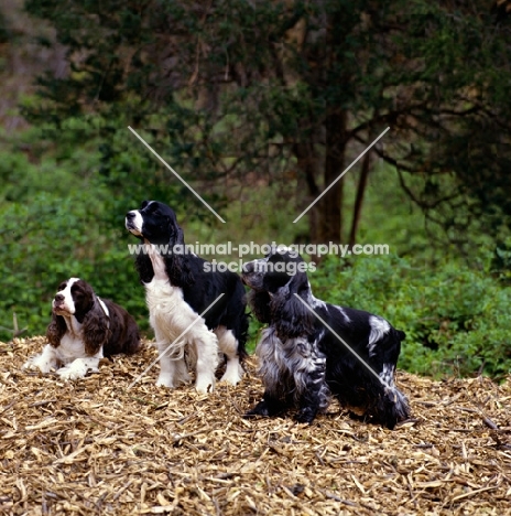 two english springer spaniels and one english cocker spaniel,  am ch millbrook's genesis (b&w dog), highcliffe's lady love (liver & white)  highcliffe's lady love (liver & white)   in usa 