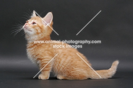 Red Mackerel Tabby Munchkin kitten, side view