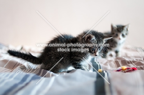 two non pedigree kittens on bedding