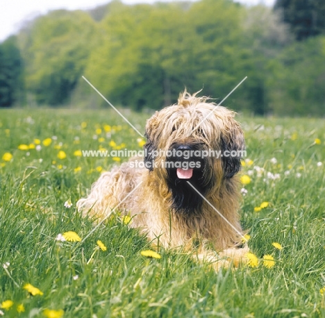 Briard lying on grass