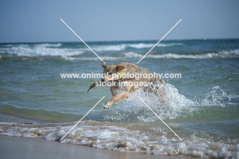 Czechoslovakian wolfdog cross jumping out of the sea with a stick in its mouth