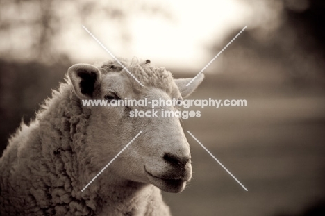 Head shot of sheep in pasture.