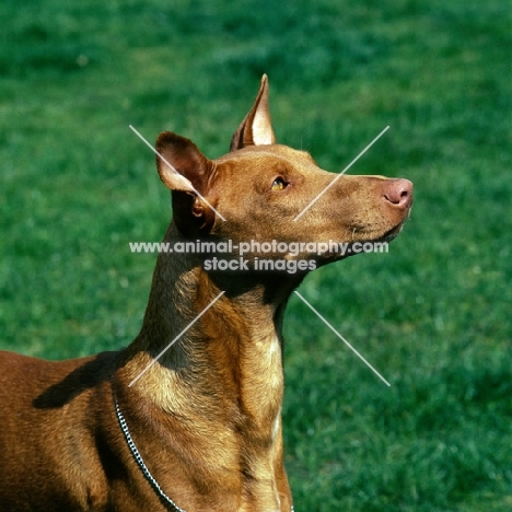 sideview of pharaoh hound