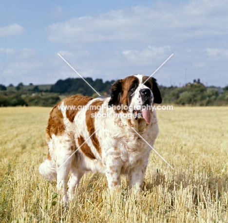 st bernard standing in stubble field