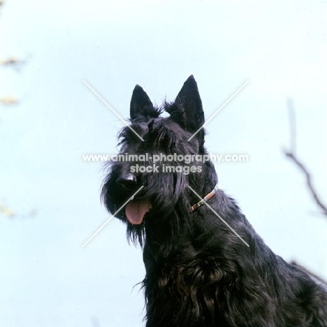 scottish terrier, portrait