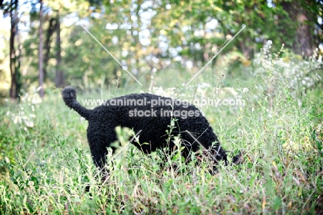 black standard poodle with head in grass, tail up