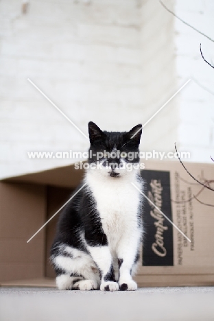 household cat near box