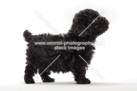 black Toy Poodle puppy