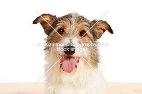 mixed breed dog portrait