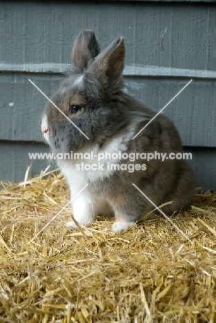 Lionhead rabbit on straw