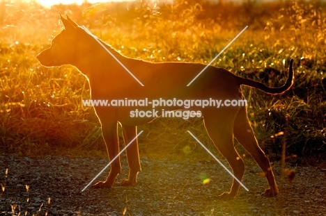 Thailand Ridgeback in sunset