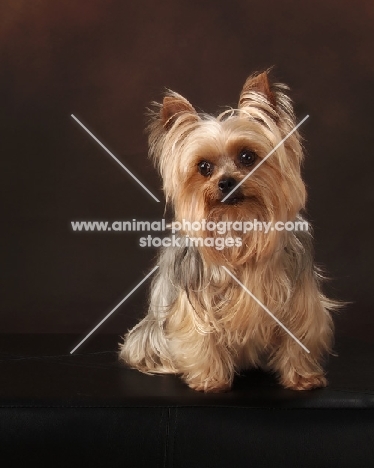 Yorkshire Terrier sitting on brown background