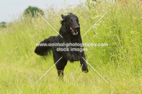 Flatcoated Retriever running