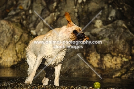 cream Labrador Retriever shaking