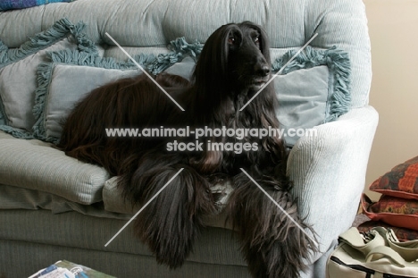 black Afghan Hound resting on couch