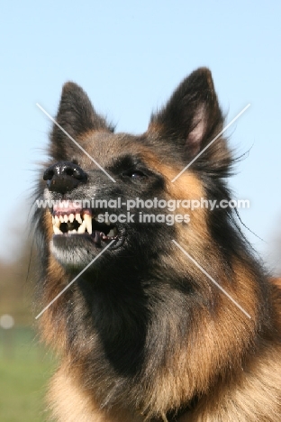 Belgian Shepherd Dog, Malinois growling