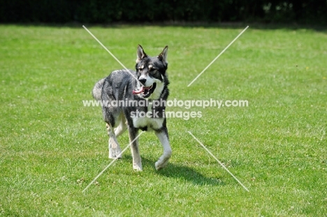 Tamaskan dog on grass