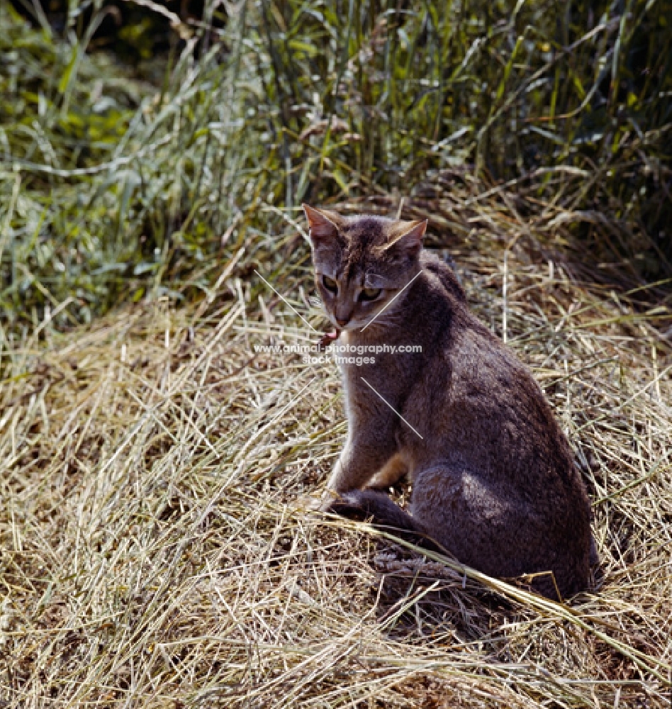 abyssinian cat, sitting, backlit