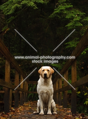 cream Labrador Retriever sitting on bridge