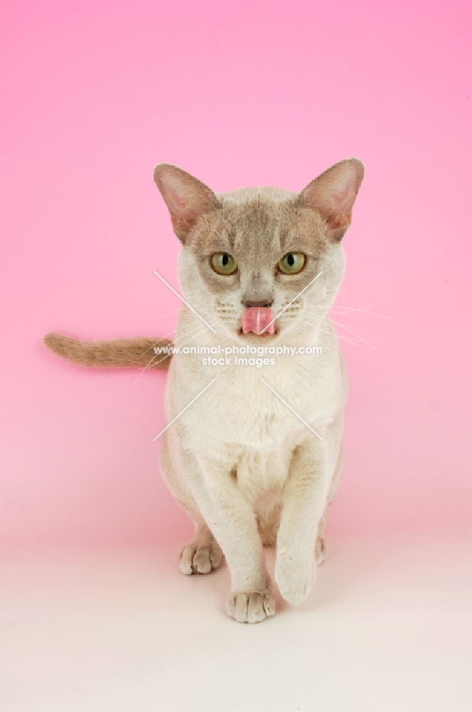 lilac burmese licking lips