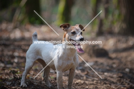Jack Russell Terrier standing in a forest