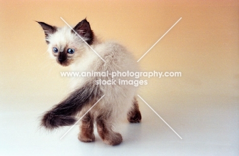 seal colourpoint ragdoll kitten