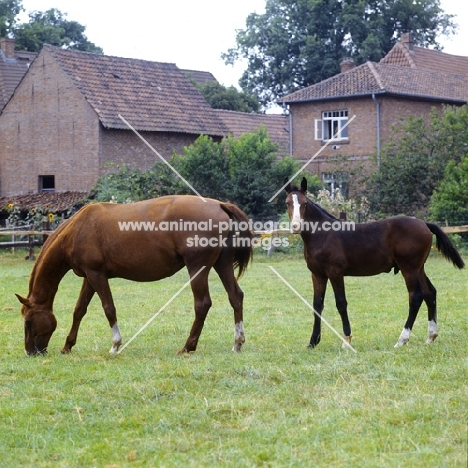 hanoverian mare with foal, wilka