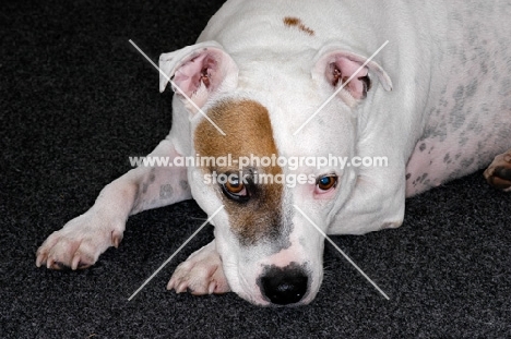 white Staffordshire Bull Terrier with brown patch around his right eye, lying on dark grey carpet