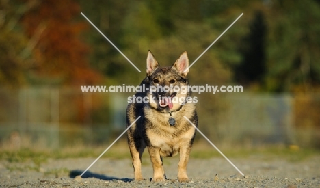 Swedish Vallhund in autumn